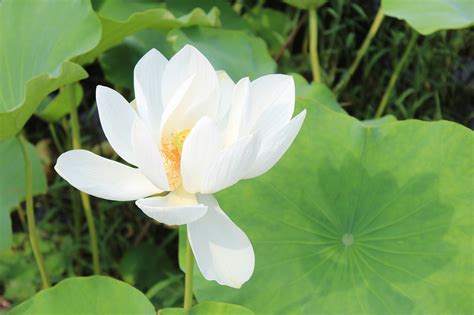  Le Lac du Lotus Blanc : Un joyau scintillant niché dans les plaines verdoyantes de Suihua!