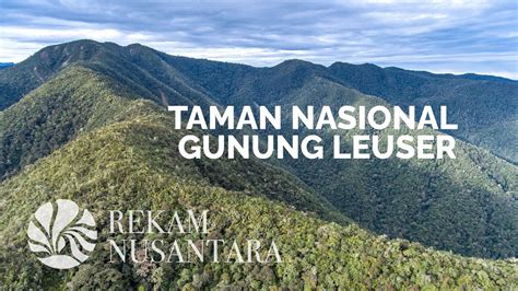  Le Taman Nasional Gunung Leuser : Une Forêt Tropicale Intacte et une Arche de la Biodiversité !